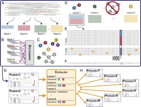 Bioinformatic analysis of genotype by sequencing (GBS) data with NGS.